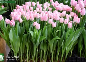 Tulipa Mariage ® (1)